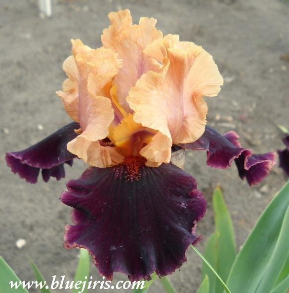 Photo of Tall Bearded Iris (Iris 'Prague') uploaded by Calif_Sue
