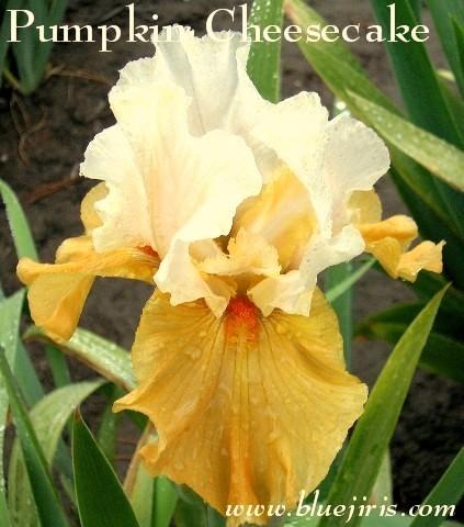 Photo of Tall Bearded Iris (Iris 'Pumpkin Cheesecake') uploaded by Calif_Sue