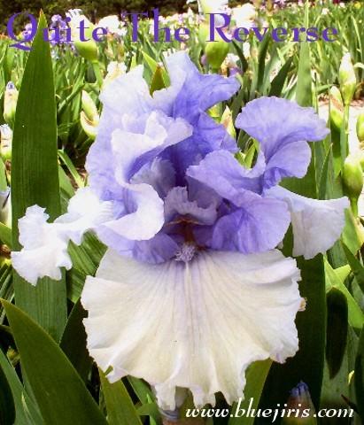 Photo of Tall Bearded Iris (Iris 'Quite the Reverse') uploaded by Calif_Sue