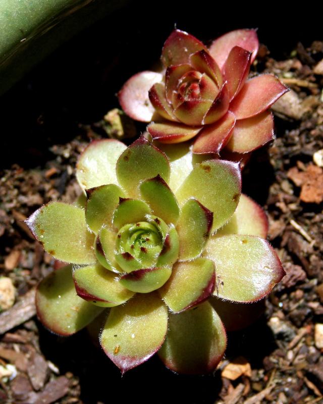 Photo of Hen and Chicks (Sempervivum 'Mitchell's Gold') uploaded by Calif_Sue