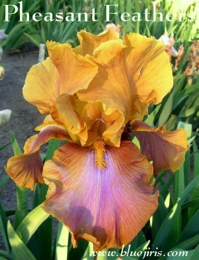 Photo of Tall Bearded Iris (Iris 'Pheasant Feathers') uploaded by Calif_Sue