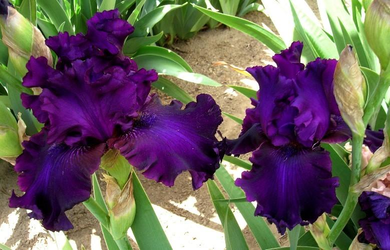Photo of Tall Bearded Iris (Iris 'Plum Poodle') uploaded by Calif_Sue