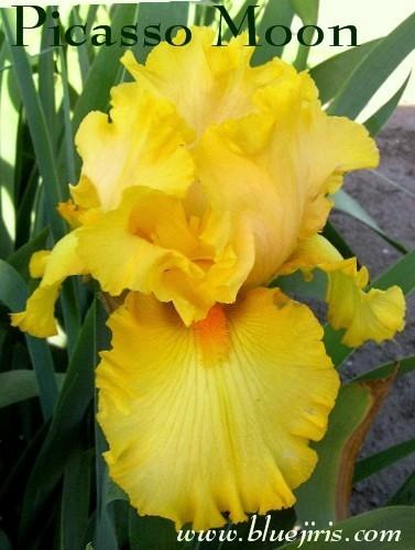 Photo of Tall Bearded Iris (Iris 'Picasso Moon') uploaded by Calif_Sue