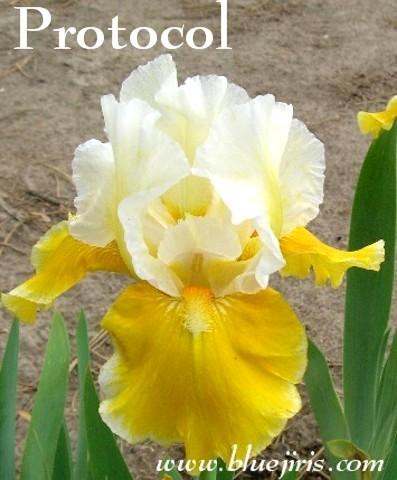 Photo of Intermediate Bearded Iris (Iris 'Protocol') uploaded by Calif_Sue