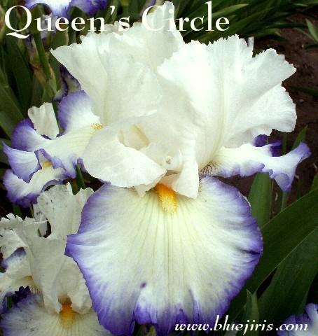 Photo of Tall Bearded Iris (Iris 'Queen's Circle') uploaded by Calif_Sue
