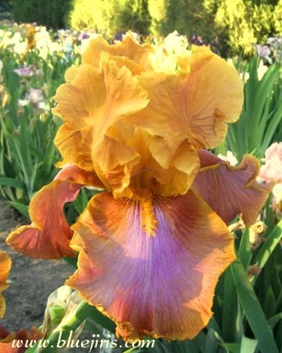 Photo of Tall Bearded Iris (Iris 'Pheasant Feathers') uploaded by Calif_Sue