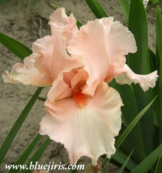 Photo of Tall Bearded Iris (Iris 'Pink Champagne') uploaded by Calif_Sue