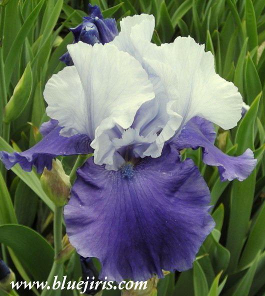 Photo of Tall Bearded Iris (Iris 'Proud Tradition') uploaded by Calif_Sue