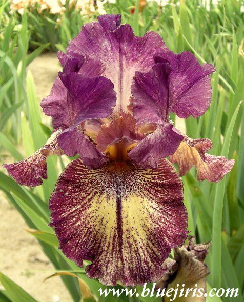 Photo of Tall Bearded Iris (Iris 'Power Surge') uploaded by Calif_Sue