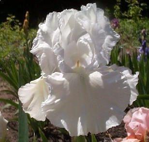 Photo of Tall Bearded Iris (Iris 'Platinum') uploaded by Calif_Sue