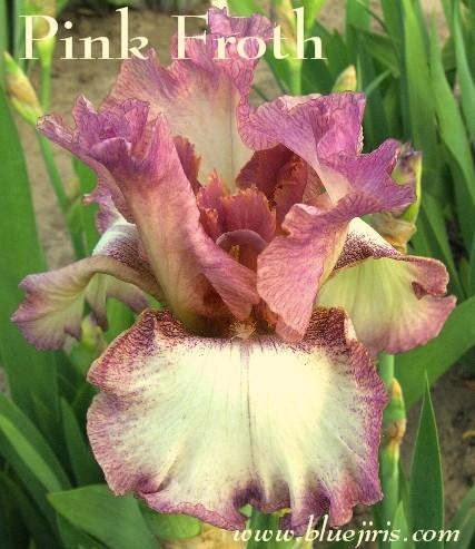 Photo of Tall Bearded Iris (Iris 'Pink Froth') uploaded by Calif_Sue