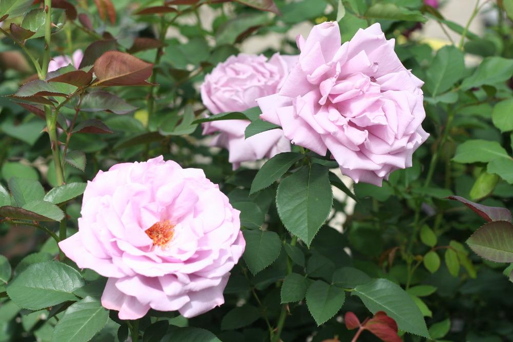 Photo of Rose (Rosa 'Love Song 2011') uploaded by Skiekitty