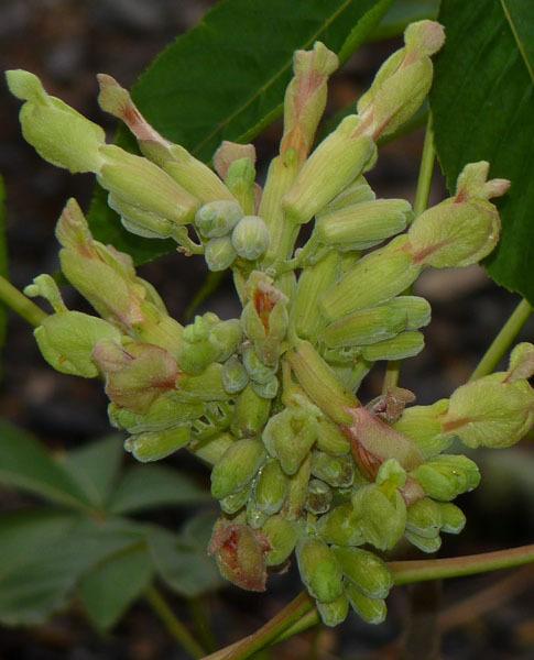 Photo of Painted buckeye (Aesculus sylvatica) uploaded by fiwit
