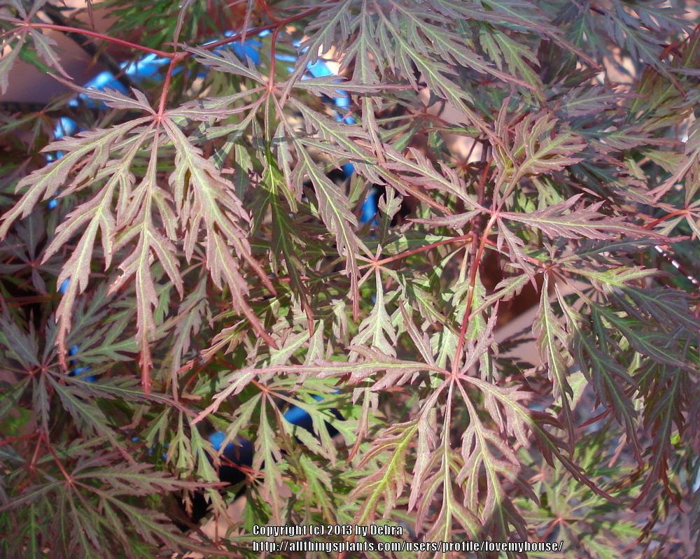 Photo of Cutleaf Japanese Maple (Acer palmatum 'Orangeola') uploaded by lovemyhouse