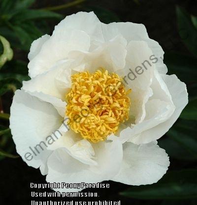 Photo of Peony (Paeonia lactiflora 'Krinkled White') uploaded by vic