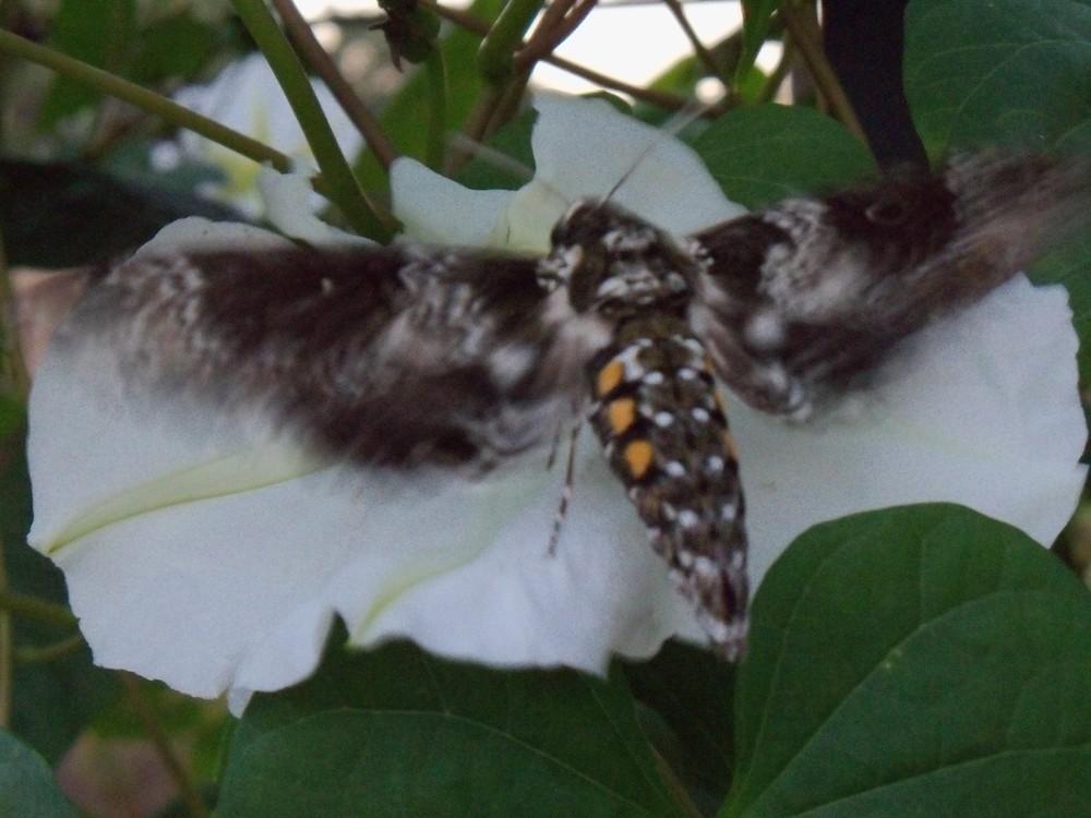 Photo of Moonflower (Ipomoea alba) uploaded by Avedon