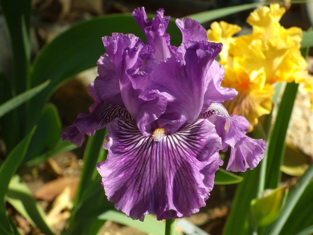 Photo of Tall Bearded Iris (Iris 'Mulberry Magic') uploaded by Betja