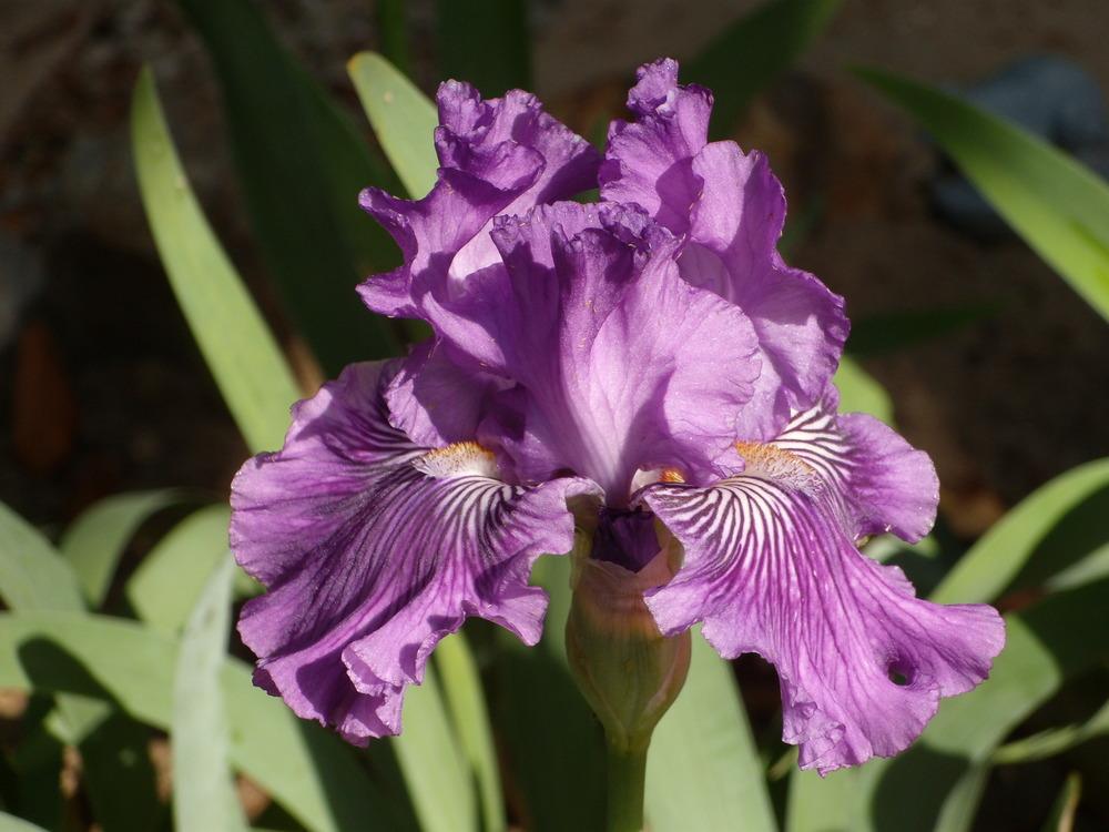 Photo of Tall Bearded Iris (Iris 'Mulberry Magic') uploaded by Betja