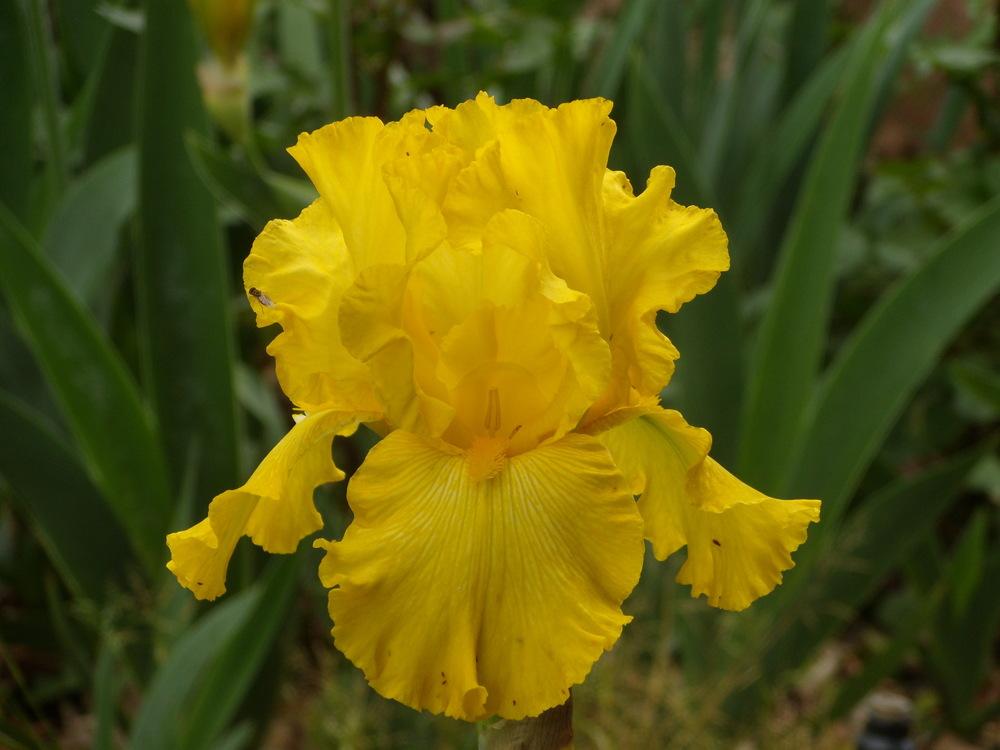 Photo of Tall Bearded Iris (Iris 'Forever Gold') uploaded by Betja