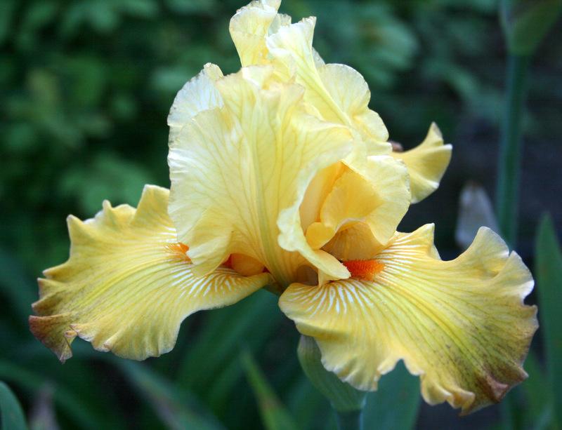 Photo of Tall Bearded Iris (Iris 'New Day Dawning') uploaded by Calif_Sue