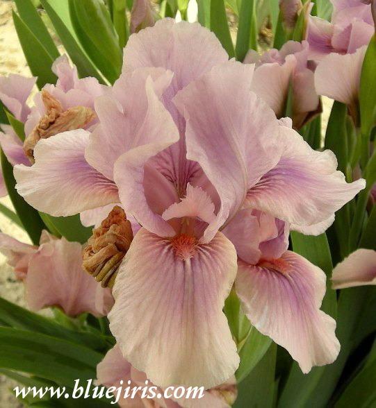 Photo of Intermediate Bearded Iris (Iris 'Raspberry Blush') uploaded by Calif_Sue