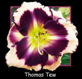 Photo of Daylily (Hemerocallis 'Thomas Tew') uploaded by Calif_Sue
