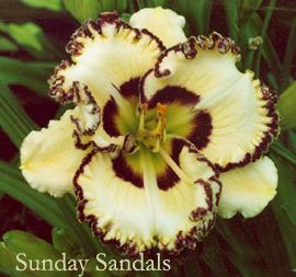 Photo of Daylily (Hemerocallis 'Sunday Sandals') uploaded by Calif_Sue