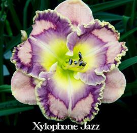 Photo of Daylily (Hemerocallis 'Xylophone Jazz') uploaded by Calif_Sue