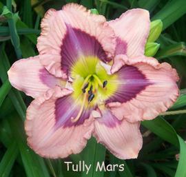 Photo of Daylily (Hemerocallis 'Tully Mars') uploaded by Calif_Sue