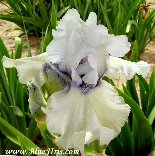 Photo of Tall Bearded Iris (Iris 'Rebecca Anne') uploaded by Calif_Sue