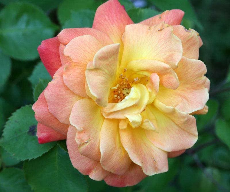 Photo of Rose (Rosa 'Joseph's Coat') uploaded by Calif_Sue