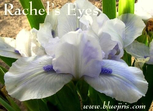Photo of Standard Dwarf Bearded Iris (Iris 'Rachel's Eyes') uploaded by Calif_Sue
