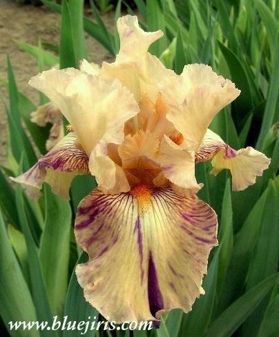 Photo of Border Bearded Iris (Iris 'Raspberry Silk') uploaded by Calif_Sue