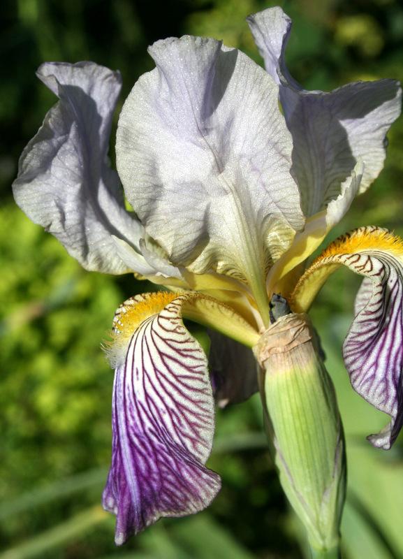 Photo of Irises (Iris) uploaded by Calif_Sue
