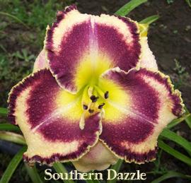 Photo of Daylily (Hemerocallis 'Southern Dazzle') uploaded by Calif_Sue