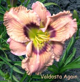 Photo of Daylily (Hemerocallis 'Valdosta Again') uploaded by Calif_Sue