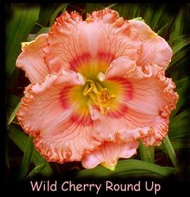 Photo of Daylily (Hemerocallis 'Wild Cherry Round Up') uploaded by Calif_Sue