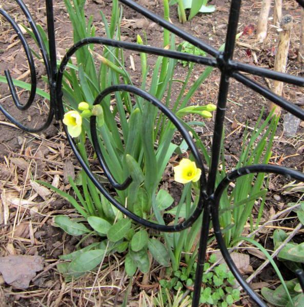 Photo of Tazetta Daffodil (Narcissus 'Minnow') uploaded by ge1836