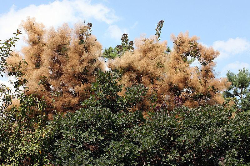 Photo of Smoketrees (Cotinus coggygria) uploaded by robertduval14