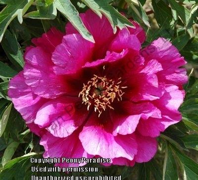 Photo of Itoh Peony (Paeonia 'Morning Lilac') uploaded by vic