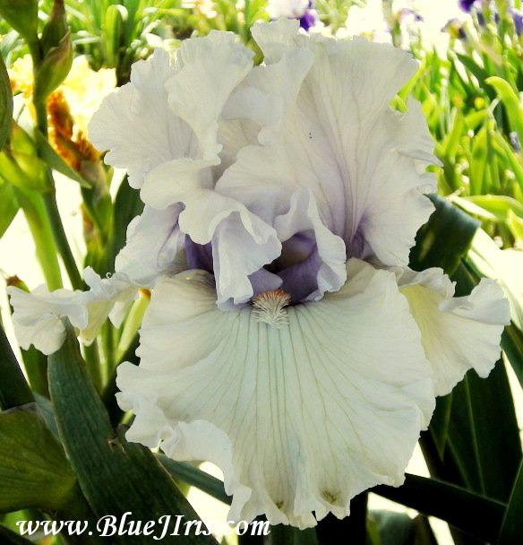 Photo of Tall Bearded Iris (Iris 'Resonance') uploaded by Calif_Sue