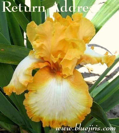 Photo of Tall Bearded Iris (Iris 'Return Address') uploaded by Calif_Sue