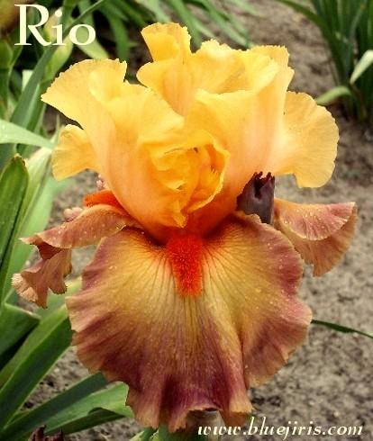 Photo of Tall Bearded Iris (Iris 'Rio') uploaded by Calif_Sue
