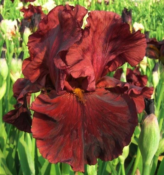 Photo of Tall Bearded Iris (Iris 'Red Velvet Cake') uploaded by Calif_Sue
