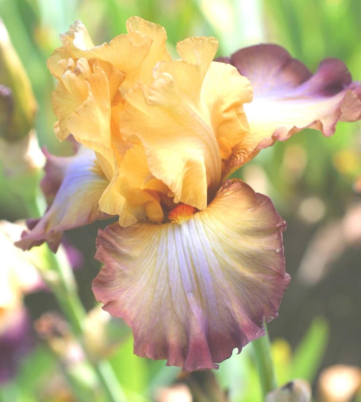 Photo of Tall Bearded Iris (Iris 'Modern Drama') uploaded by Calif_Sue