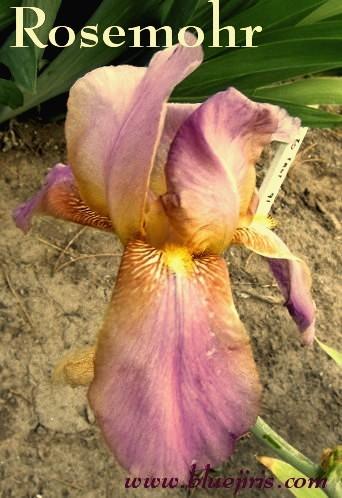 Photo of Arilbred Iris (Iris 'Rosemohr') uploaded by Calif_Sue