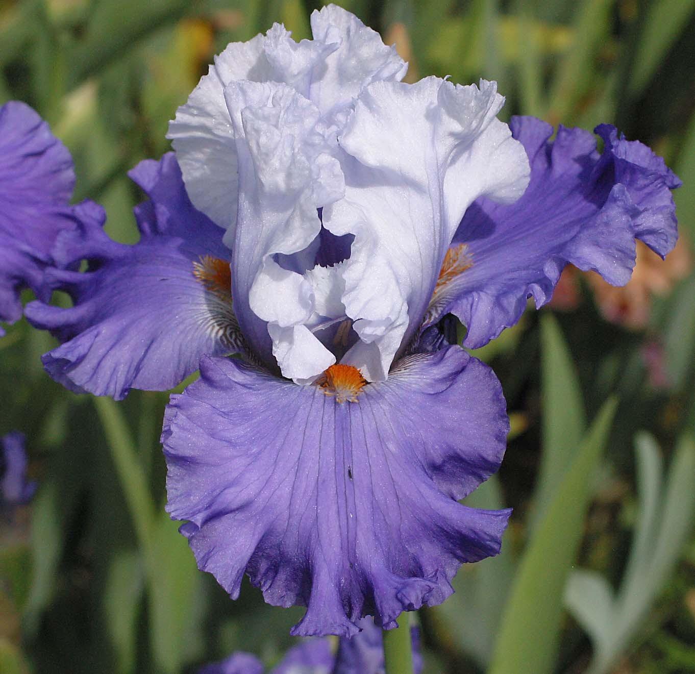 Photo of Tall Bearded Iris (Iris 'Return to Oz') uploaded by Calif_Sue