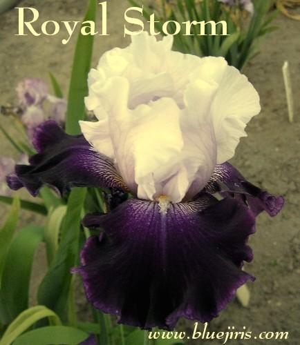 Photo of Tall Bearded Iris (Iris 'Royal Storm') uploaded by Calif_Sue