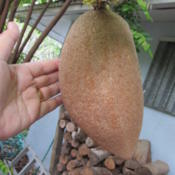 showing the size of the fruit.