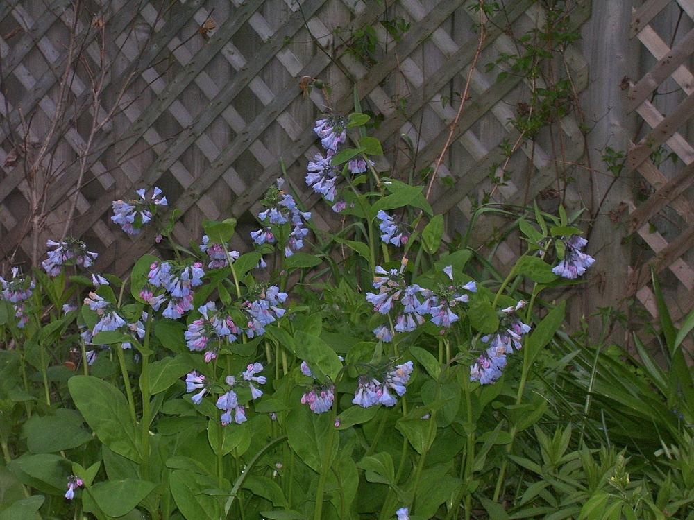 Photo of Virginia Bluebells (Mertensia virginica) uploaded by SunnyBorders